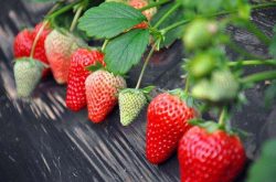 如何分辨草莓苗的好坏
