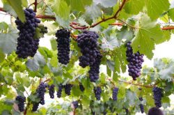 葡萄树苗怎么种植？