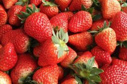 草莓苗用什么种最好