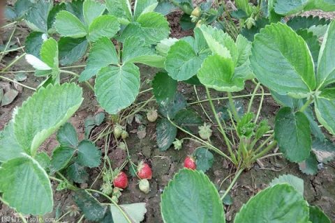化肥烧草莓苗的解决办法