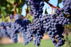 秋季应该怎样种植葡萄呢？