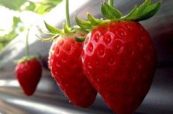 种草莓苗怎么种植