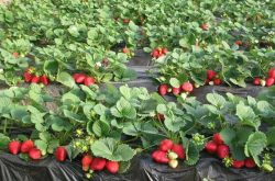 草莓苗养护方法有哪些