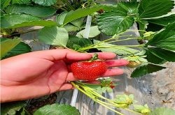 什么草莓苗好种适合新手的