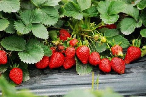 往年的草莓苗春天为什么不长