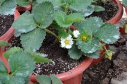 盆栽如何种植草莓苗？
