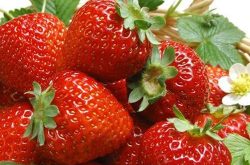 草莓应该什么时候种植呢？