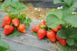 草莓苗一年能结几次果