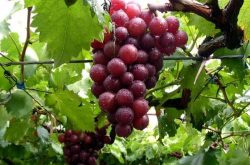 适合庭院种植葡萄品种