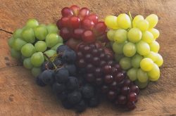 南方葡萄怎样种植