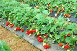 什么时间段给草莓施肥最合理
