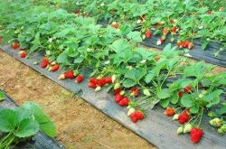 草莓开花了能施肥吗