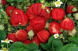 草莓植物如何以这种方式施肥?