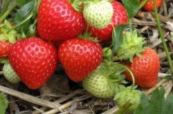 红草莓种植施肥的技术有哪些