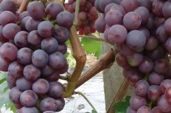 黑蜜葡萄的种植技术