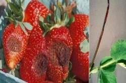 草莓炭疽病有机防治方法有哪些