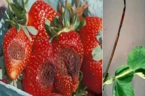 草莓炭疽病有机防治