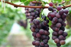 种植葡萄怎么施肥