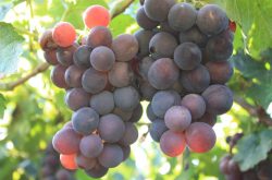 什么品种的葡萄好种植