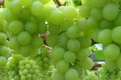 葡萄种植管理与病虫害防治