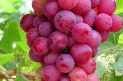 红提葡萄怎样种植？种植要点是什么？