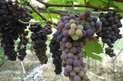 葡萄种植的流程
