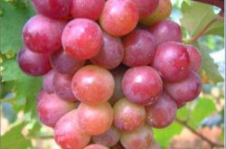 藤稔葡萄的种植技术