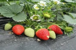 大棚内正在结果的草莓可以施肥吗？