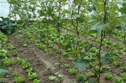 怎么种植葡萄树苗