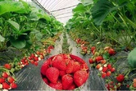 大棚草莓春季管理要点