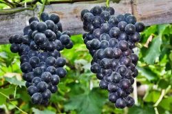 夏黑葡萄种植管理