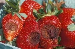 草莓炭疽病的预防经验