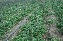 什么肥料应该用于草莓苗？如何施肥以提高效率？