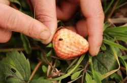 草莓芽枯病的症状，如何去防治
