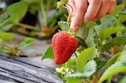草莓大棚怎样使用硫黄灯来防治白粉病