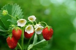 在家种草莓盆栽多久施肥的技巧？