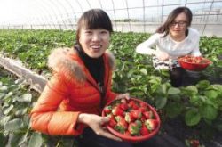 种植的草莓苗可以活多久