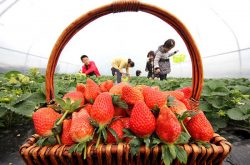 棚栽草莓栽植多久可以施肥？