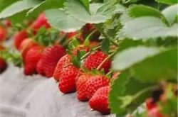 草莓根腐病的防治措施
