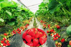 草莓施肥过程需要注意哪些细节？