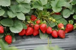 草莓定植成活后施肥技术以及施肥技巧