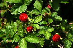 四季草莓在种植过程中的施肥方案
