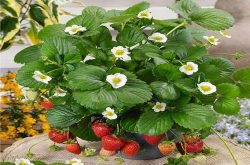 草莓适合庭院种植么