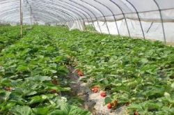 草莓苗冬天怎么办及怎么保暖