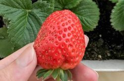 阳台草莓怎么种植？