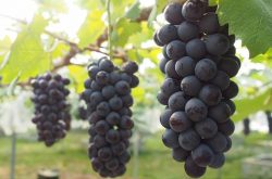 北方适合种植葡萄品种有哪些