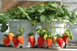 花期草莓怎么施肥呢?