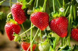 草莓施肥用多少？草莓需要多少肥料？