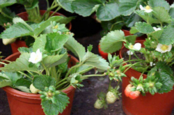 草莓盆栽开花后能施肥吗？