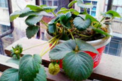 草莓盆栽施肥方法以及种植方法